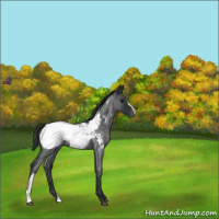 Horse Color:Blue Roan Snowcap 