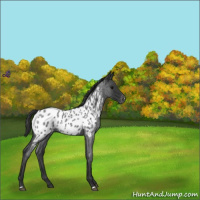 Horse Color:Blue Roan Appaloosa