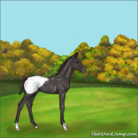 Horse Color:Smoky Blue Roan Appaloosa 