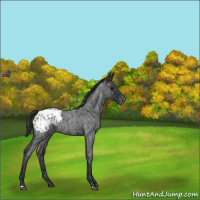 Horse Color:Blue Roan Appaloosa 