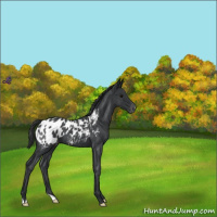 Horse Color:Blue Roan Appaloosa 