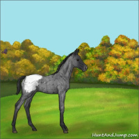 Horse Color:Blue Roan Appaloosa 