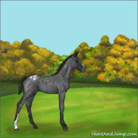 Horse Color:Blue Roan Snowflake Varnish 