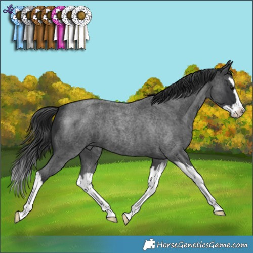 Horse Color:Blue Roan Splash 