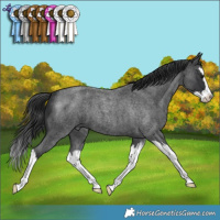 Horse Color:Blue Roan Splash