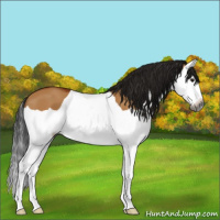 Horse Color:Gray Bay Dun Splash
