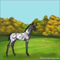 Horse Color:Blue Roan Appaloosa 