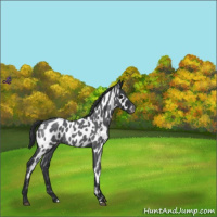 Horse Color:Blue Roan Appaloosa 