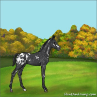 Horse Color:White Spotted Blue Roan Appaloosa 