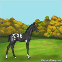 Horse Color:Black Tobiano Appaloosa
