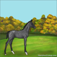 Horse Color:Blue Roan Appaloosa