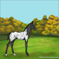 Horse Color:Blue Roan Appaloosa 