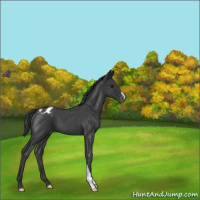 Horse Color:Blue Roan Appaloosa
