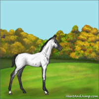 Horse Color:Blue Roan Near Fewspot 