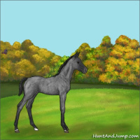 Horse Color:Blue Roan Varnish 
