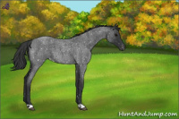 Horse Color:Blue Roan Snowflake Varnish 
