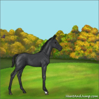 Horse Color:Blue Roan 