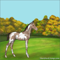 Horse Color:White Spotted Classic Champagne Tobiano Rabicano 