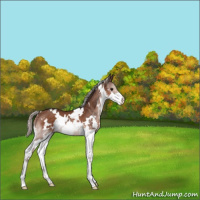 Horse Color:White Spotted Silver Brown Splash 