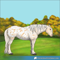 Horse Color:Palomino Appaloosa