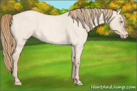Horse Color:Perlino Roan Dun 