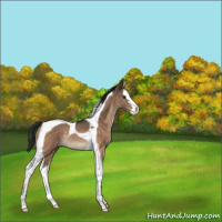 Horse Color:Brown Dun Sabino Splash Tobiano Rabicano