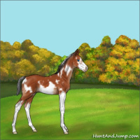 Horse Color:White Spotted Bay Splash Frame