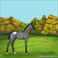 Horse Color:Blue Roan Varnish 