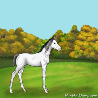 Horse Color:Blue Roan Splash Near Fewspot 