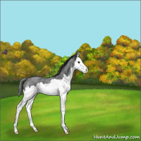 Horse Color:Blue Roan Splash Varnish 