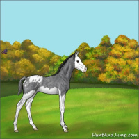 Horse Color:Blue Roan Splash Varnish 