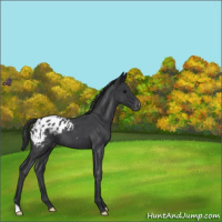 Horse Color:Blue Roan Appaloosa 