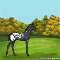 Horse Color:Blue Roan Appaloosa