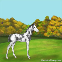 Horse Color:White Spotted Blue Roan Splash Appaloosa 