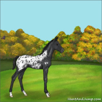 Horse Color:Blue Roan Appaloosa 