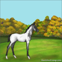 Horse Color:Blue Roan Near Fewspot 