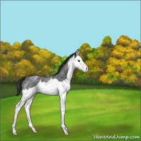 Horse Color:Blue Roan Splash Appaloosa 