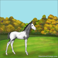 Horse Color:Blue Roan Splash Near Fewspot 