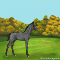 Horse Color:Blue Roan Snowflake Varnish