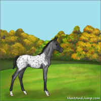 Horse Color:Blue Roan Appaloosa 