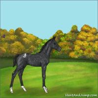 Horse Color:Blue Roan Snowflake Varnish