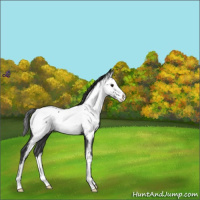 Horse Color:Blue Roan Splash Near Fewspot 