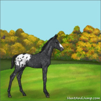 Horse Color:Blue Roan Appaloosa 