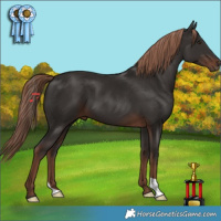 Horse Color:Liver Chestnut 
