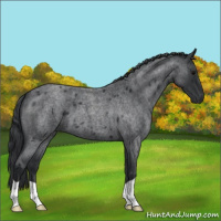Horse Color:Blue Roan 