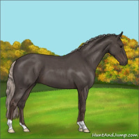 Horse Color:Silver Blue Roan