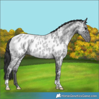 Horse Color:Blue Ice Roan Near Leopard 
