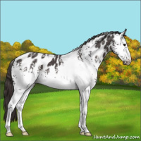 Horse Color:White Spotted Smoky Blue Roan Appaloosa 