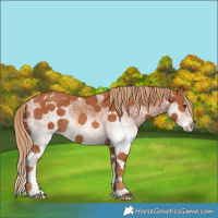 Horse Color:White Spotted Chestnut Rabicano 