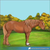 Horse Color:Chestnut 